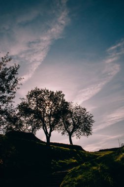 Siluet ağaçların mavi gökyüzü altında