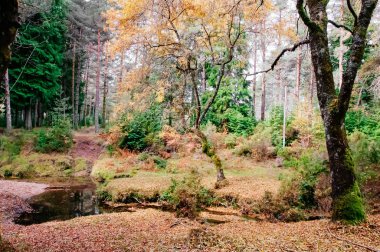 sonbahar orman manzarası
