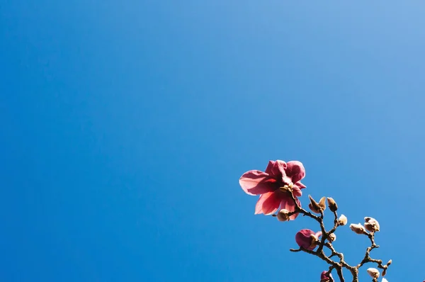 Pink Flower Blue Sky