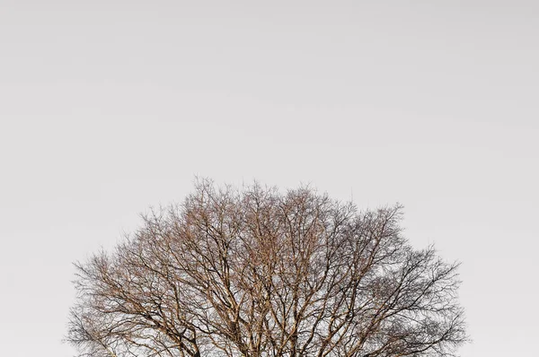 Symmetrische Top bomen takken — Stockfoto