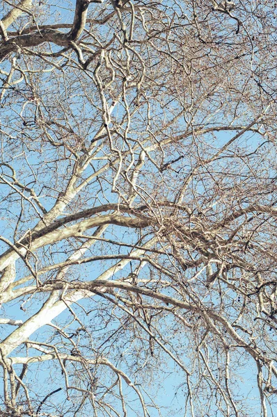 Κορυφαία δέντρα κλαδιά — Φωτογραφία Αρχείου