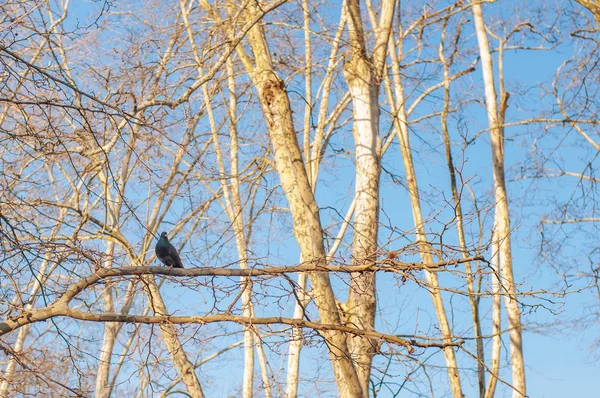 Schwarzer Vogel in einem Ast — Stockfoto