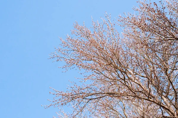 최고 나무 가지 — 스톡 사진