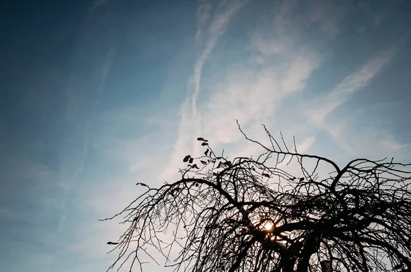 Silhouette Baumzweige unter blauem Himmel — Stockfoto