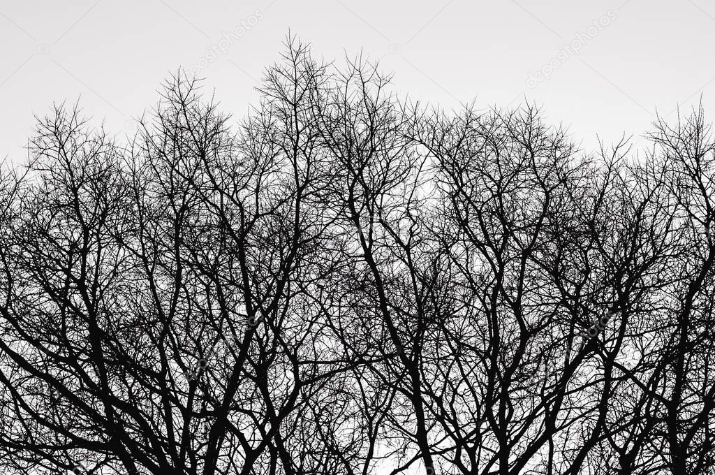 Top Trees Branches Silhouette