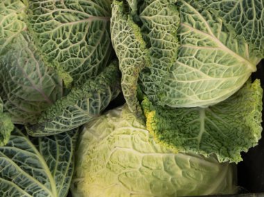 Savoy lahana dört kafalı closeup