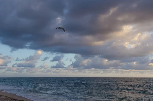 Kara bulutlar gökyüzü ufuktan parlatma ile plajda karşı uçan kuş