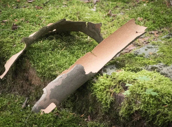 Yosunlu zeminde yatan kıvrılmış kabuk