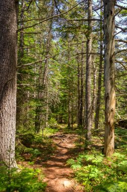 Ormanın içinden bir patika dikey fotoğraf
