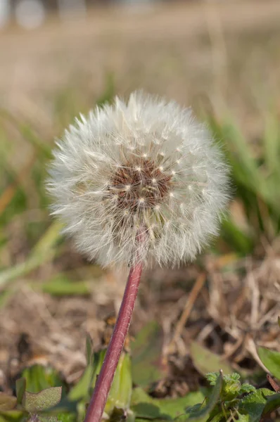 Dikey closeup karahindiba tohum baş