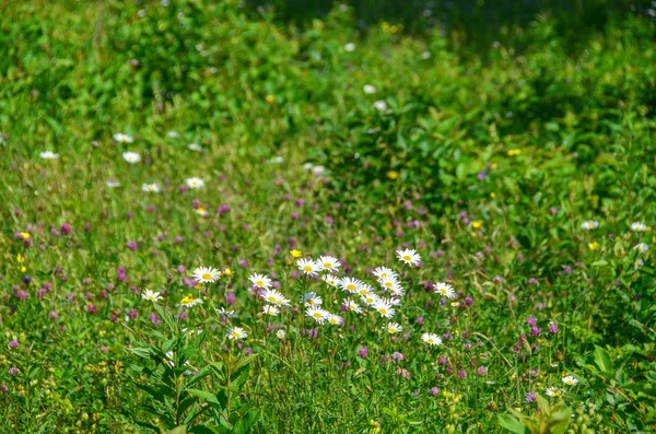 Различные Полевые Цветы Маргаритками Переднем Плане — стоковое фото