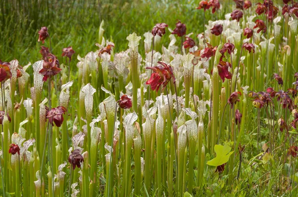 Bir yatak atıcı bitki ve diğer çiçek