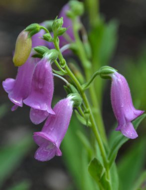 Dikey makro çekim sarkan mor çiçekler