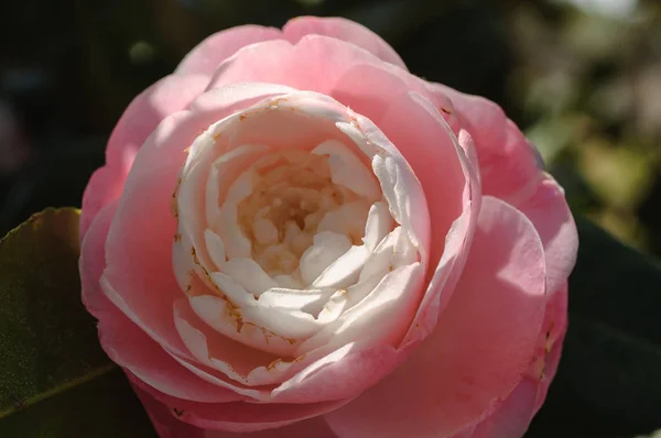 Portre bir soluk pembe camelia çiçeği
