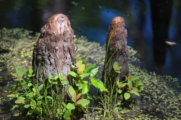 Cypress diz duckweed bir bataklıkta çevrili