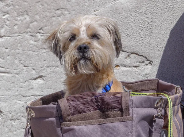 Mor açık bir taşıyıcıya oturan küçük kahverengi köpek