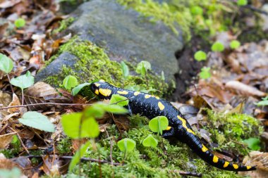 Avrupa yangın semenderi (Salamandra semenderi) Romanya, Bihor ilçesi