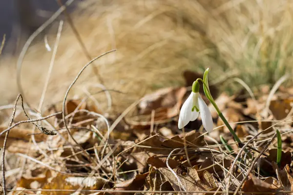 Nevadas Soleado Bosque Primavera — Foto de Stock