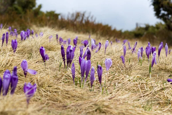 Crocuses Decorated Purple Colors Dry Grass Field Crocus Heuffelianus Romania — Stock Photo, Image