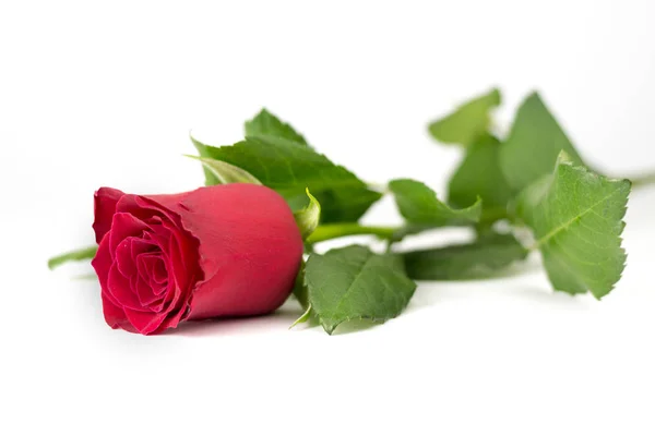 Rosas Rojas Tumbadas Con Muchas Hojas Verdes Sobre Fondo Blanco —  Fotos de Stock