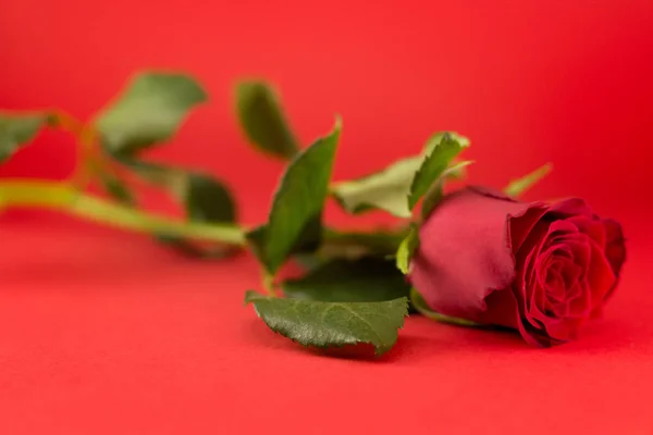 Rosas Rojas Tumbadas Con Muchas Hojas Verdes Sobre Fondo Rojo —  Fotos de Stock