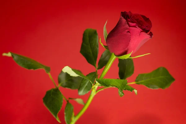 Una Rosa Roja Con Muchas Hojas Verdes Delante Del Fondo —  Fotos de Stock