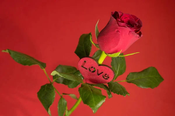 Una Rosa Roja Con Muchas Hojas Verdes Corazón Amor Delante —  Fotos de Stock