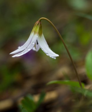 Çiğ, küçük orman çiçek (Erythronium dens-canis) Romanya, Bihor şehristanı