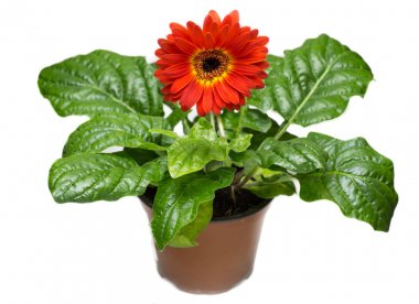 Bir portakal gerbera açık bir çiçek (Gerbera twister) ile bir tencerede dikti. Birçok yeşil yaprakları ve beyaz arka plan bitki vardır.