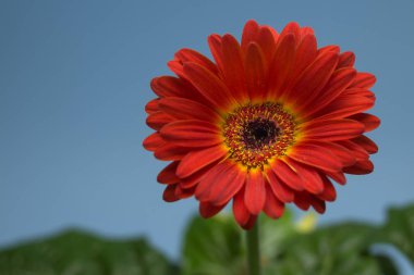 Bir portakal gerbera ile açık bir çiçek (Gerbera twister). Birçok yeşil yaprakları ve mavi arka plan bitki vardır.