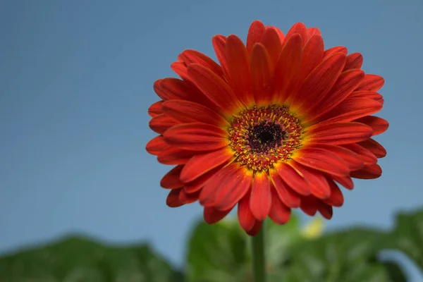 Апельсинова Гербера Відкритою Квіткою Gerbera Twister Рослина Має Багато Зелених — стокове фото
