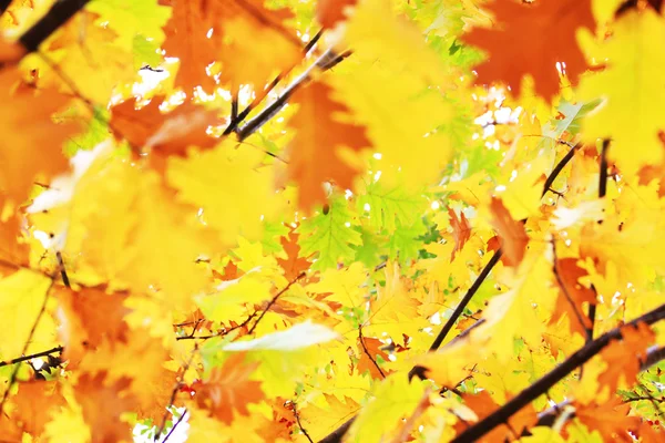 Φύλλα φθινοπώρου σε δέντρο — Φωτογραφία Αρχείου