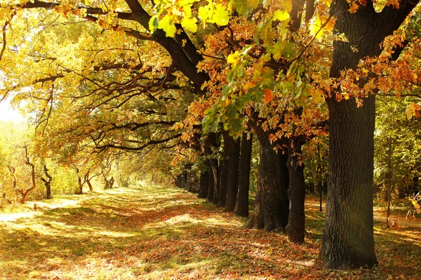 Autumn leaves on a trees — Stock Photo, Image