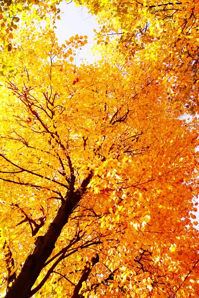 Güzel ağaçlar sonbahar Park — Stok fotoğraf