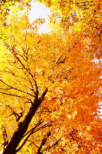 Bellissimi alberi nel parco autunnale — Foto Stock