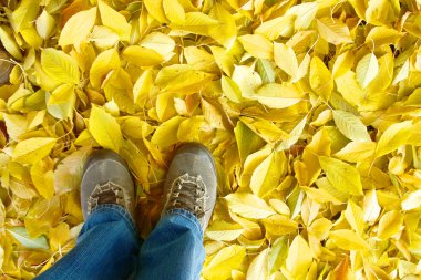 arka plan ayakta yaprak