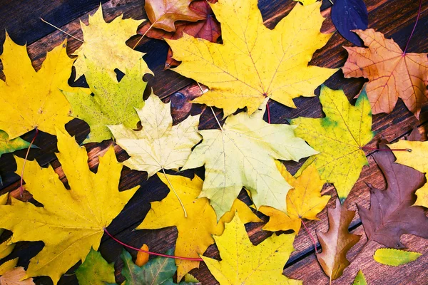 Hintergrund Gruppe Herbst Blätter. — Stockfoto