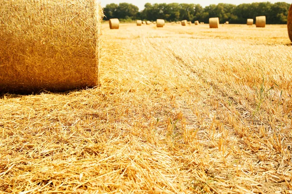 Bales of hay on the autumn background — Stock Photo, Image