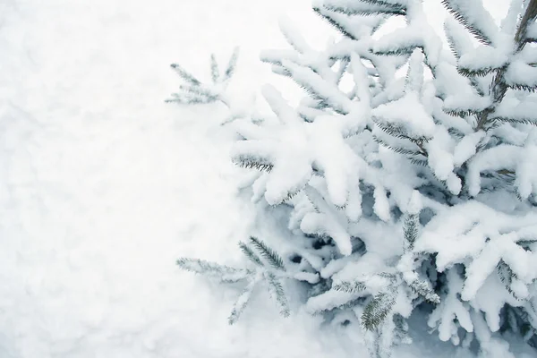 Гілка дерева природа зима — стокове фото