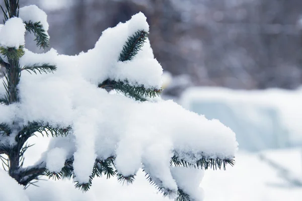 Boom tak natuur winter — Stockfoto