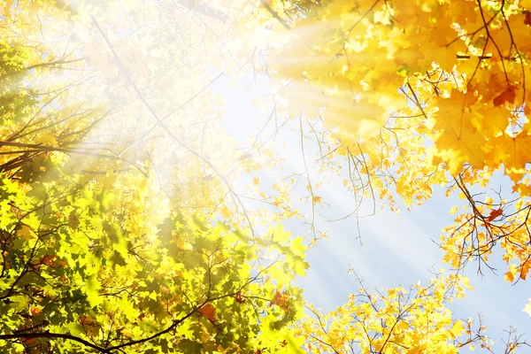 Осенние листья на деревьях в парке — стоковое фото