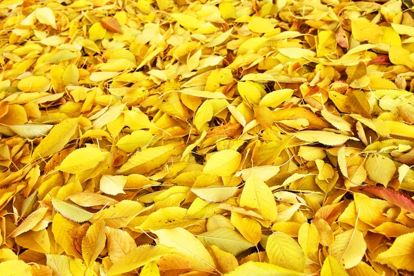 Pozadí skupiny podzimní listí. — Stock fotografie