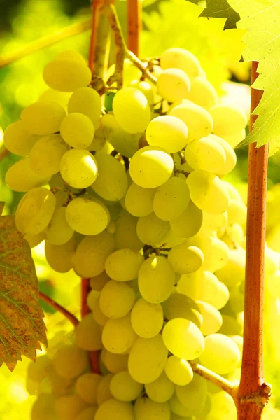 Uvas brancas na videira branche — Fotografia de Stock