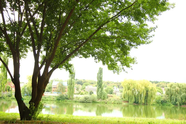 Bäume und Fluss im Park — Stockfoto