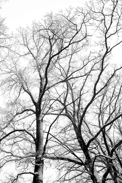 Natura nel parco invernale — Foto Stock