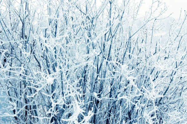 Příroda v zimě parku — Stock fotografie