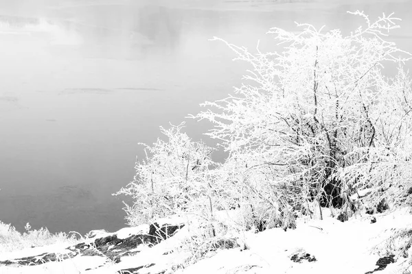 Natuur in winter park — Stockfoto