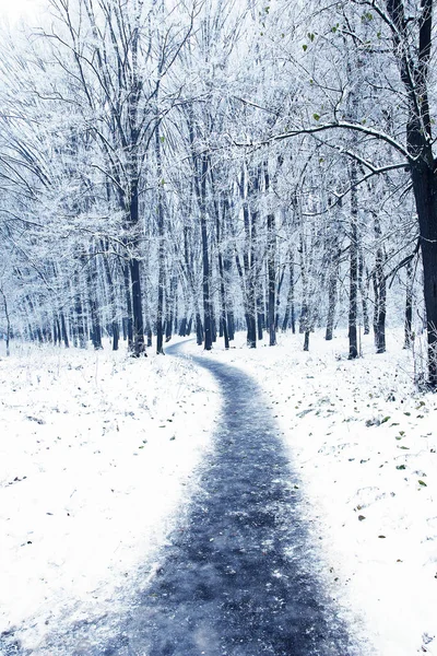 Natureza no parque de inverno — Fotografia de Stock