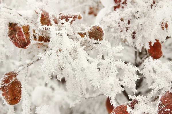 Natuur in winter park — Stockfoto