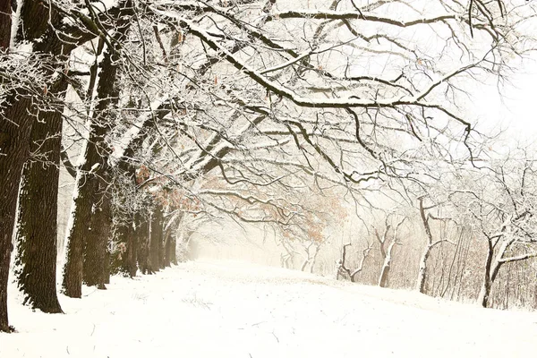 Natureza no parque de inverno — Fotografia de Stock